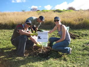 dexus tree day-2