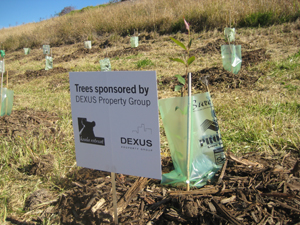 dexus tree day-4
