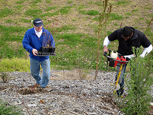 Sandoz-Tree-Day-3-thumb